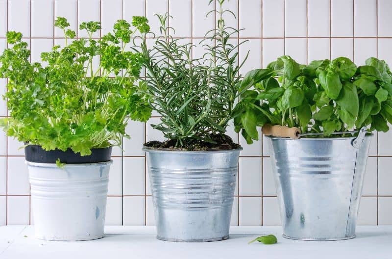 Indoor Herb Gardens kitchen trend 2024